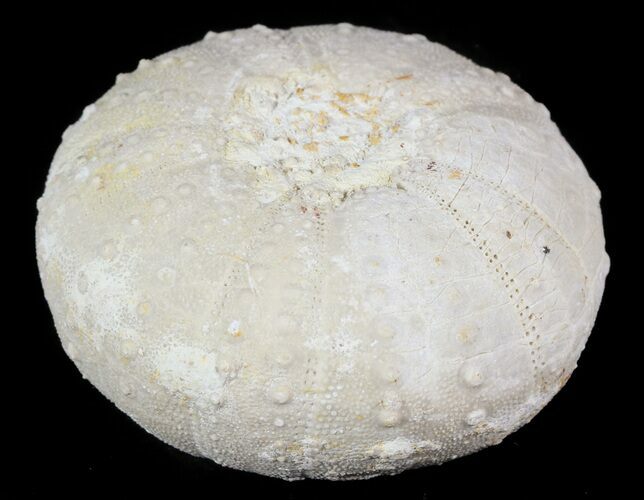 Heterodiadema Fossil Echinoid (Sea Urchin) - Morocco #46366